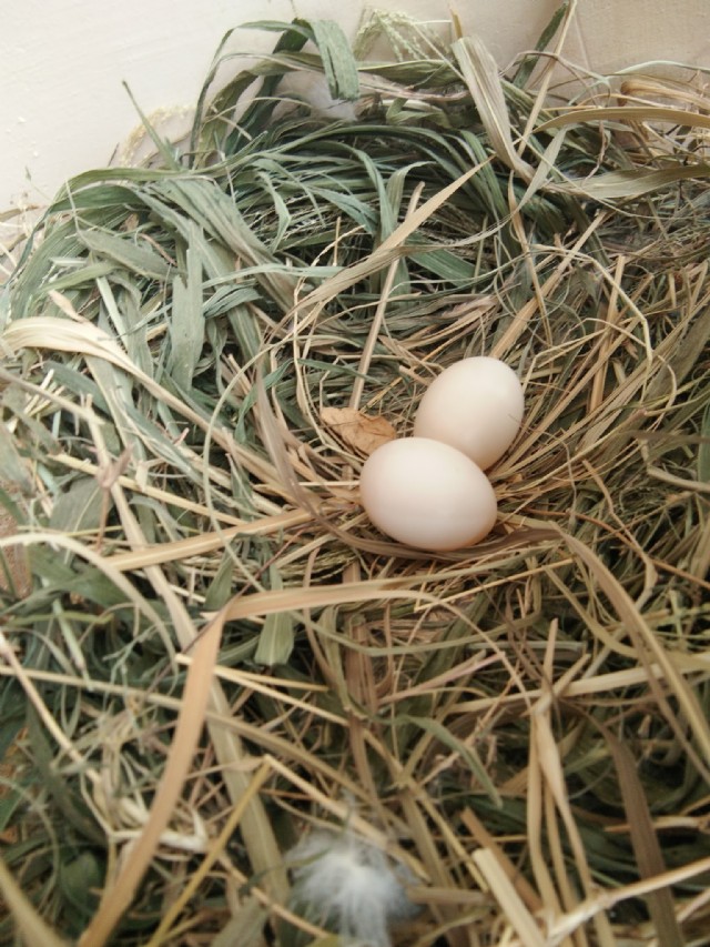गुटरगूं एक ज़िन्दगी
