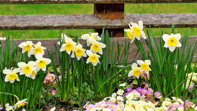 Primroses And Daffodils