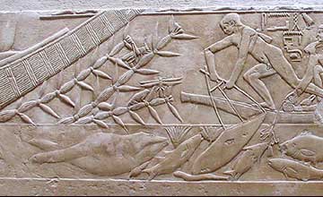 The Pharaoh's Dragonfly