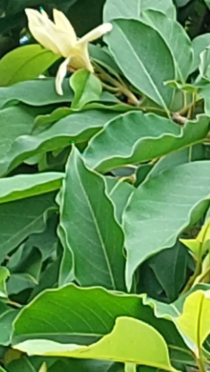 Sampige Flower -Aura Of  Joy...!