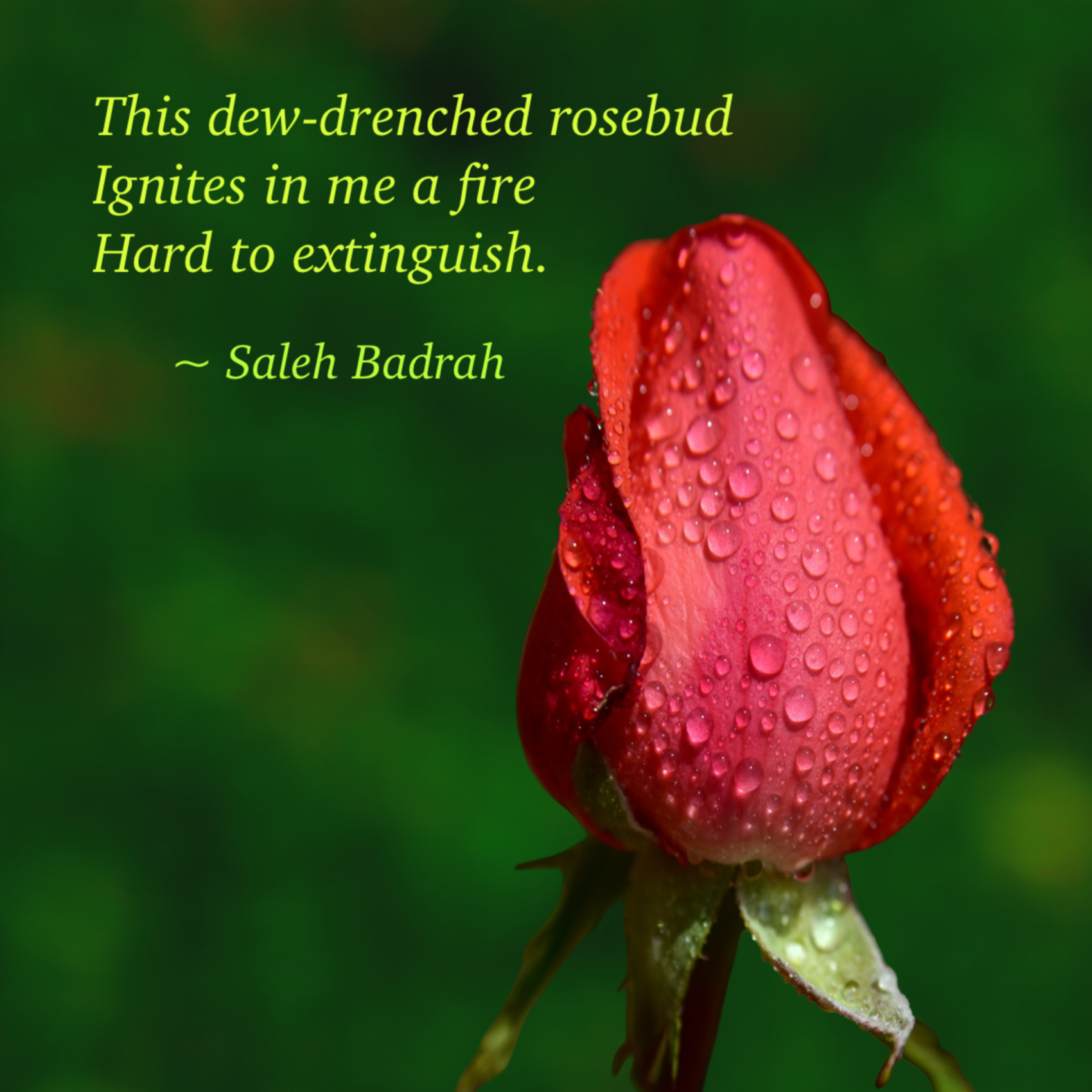 Dew-Drenched Rosebud