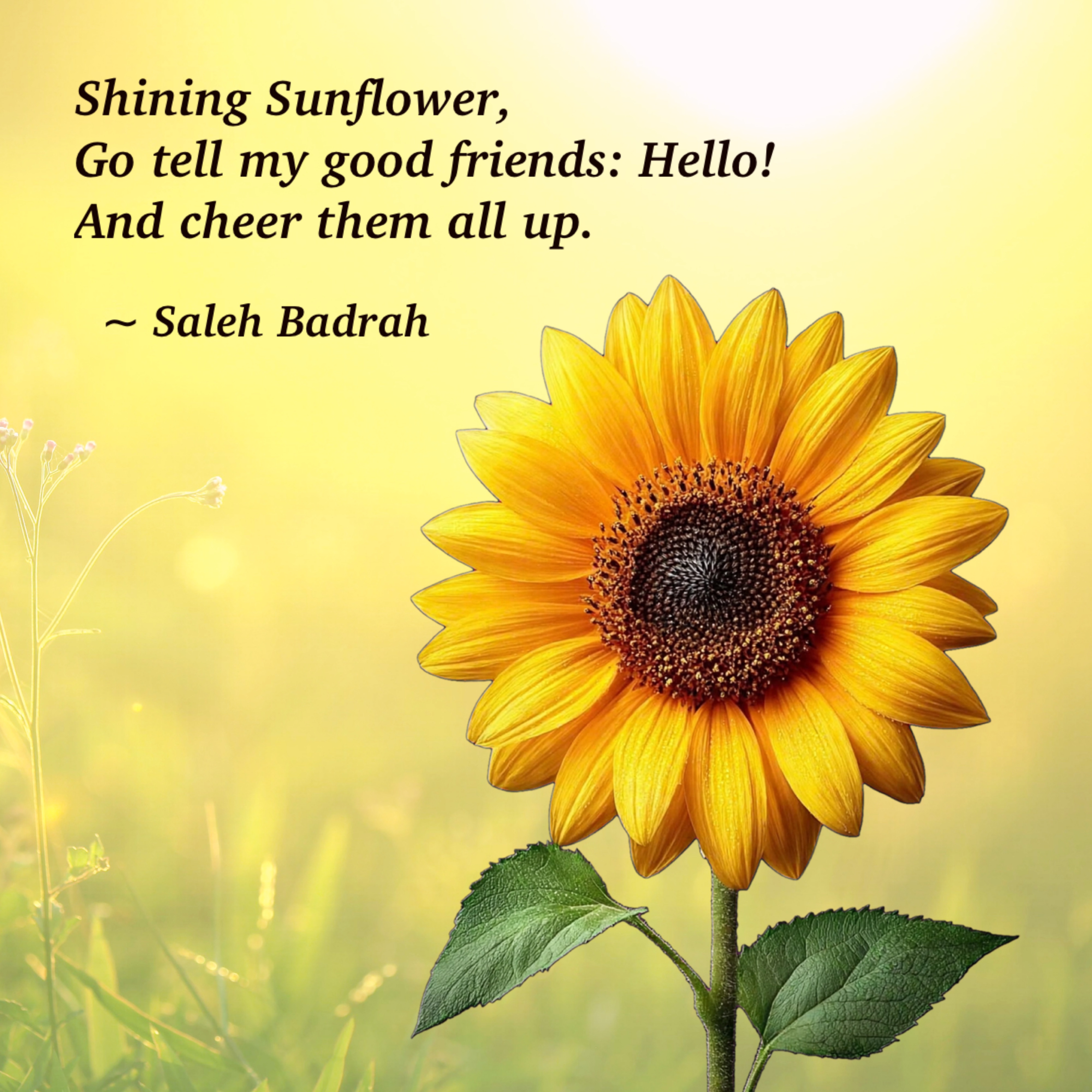 Shining Sunflower