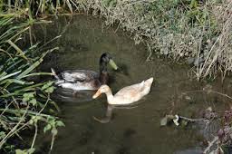 Two Wild Ducks