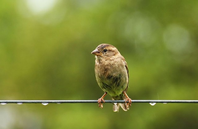 A Lone Sparrow (Haiku#12)