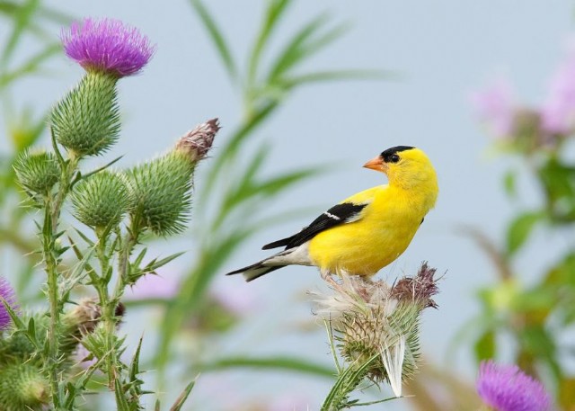 Square Poems 36: Goldfinch Acrostic