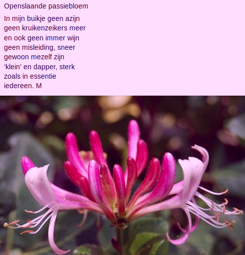 Openslaande Passiebloem