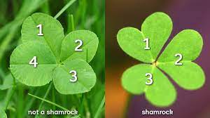 Shamrocks Will Soon Blanket Green Acres...