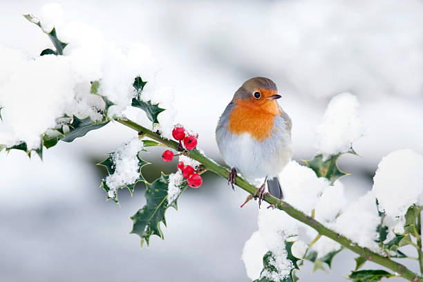 Robin's And Holly