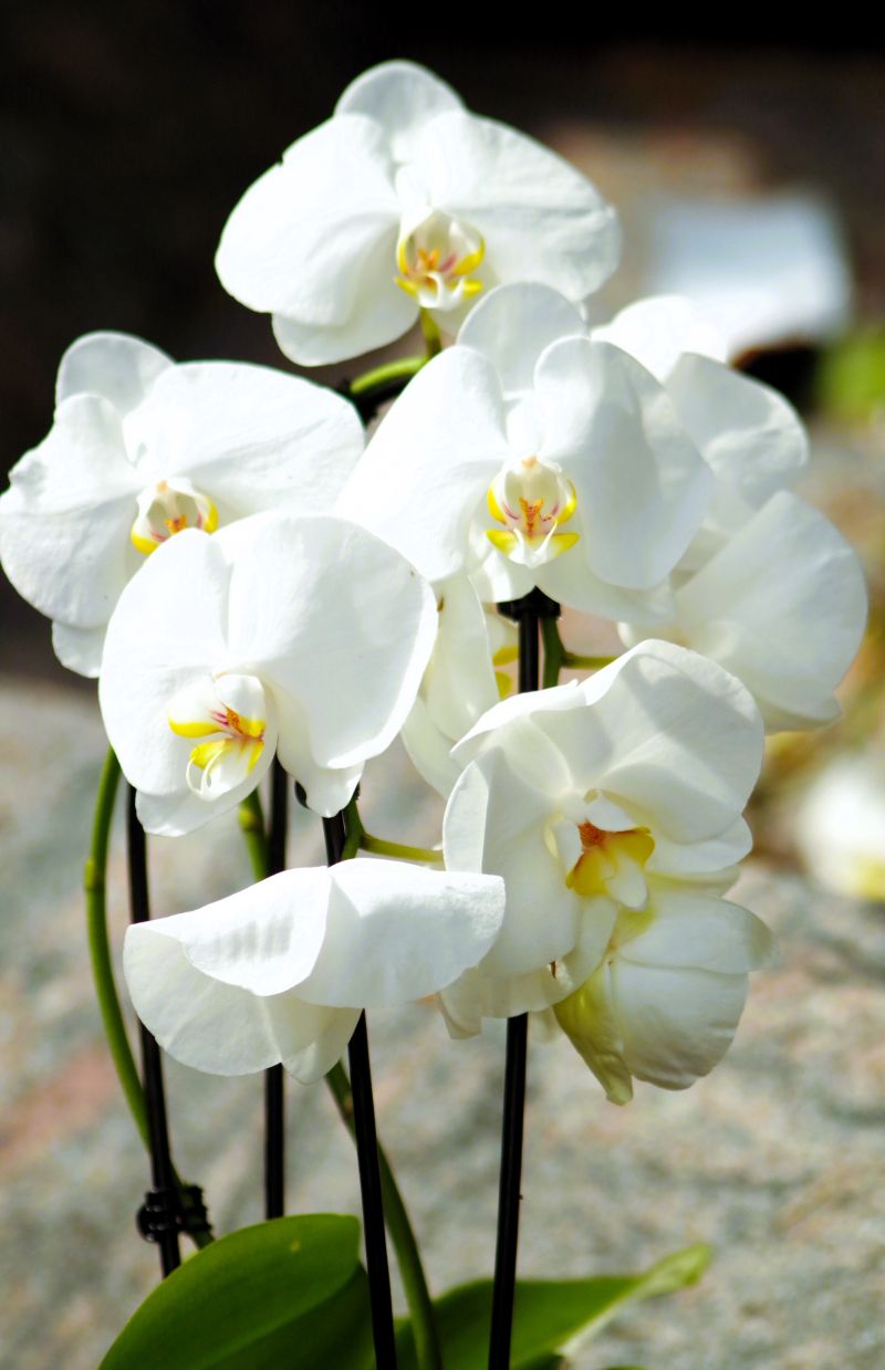 Orchids Talk