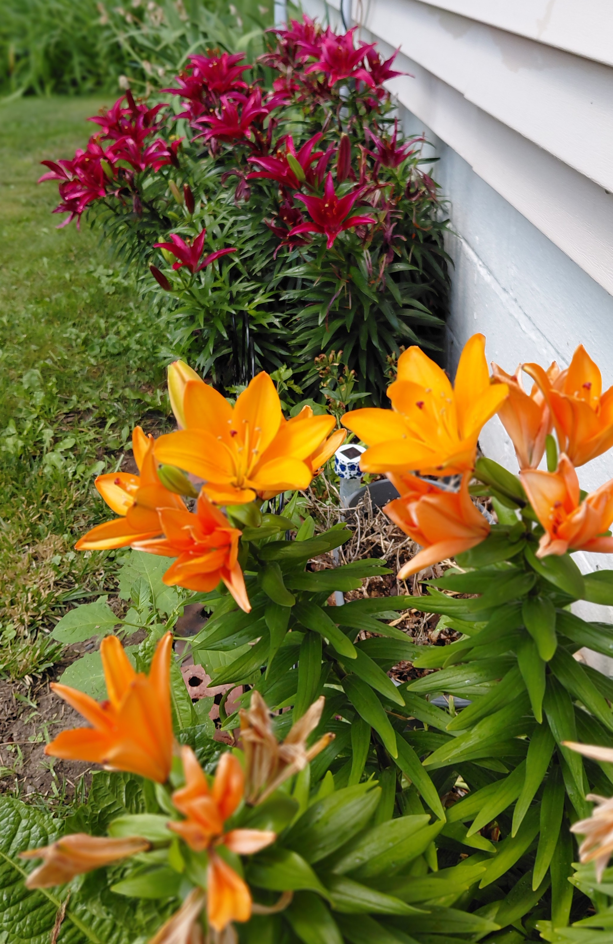 A  Lily's Story.
