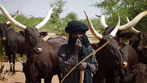 The Hausa And His Herd