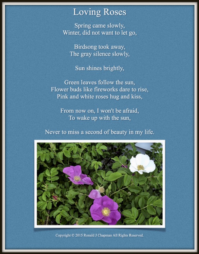 Loving Roses