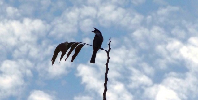 The Pantomimes Of Time