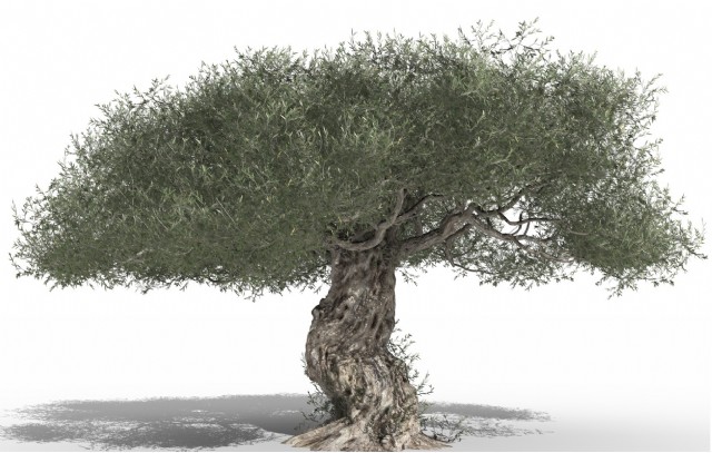 The Wind And The Olive Tree