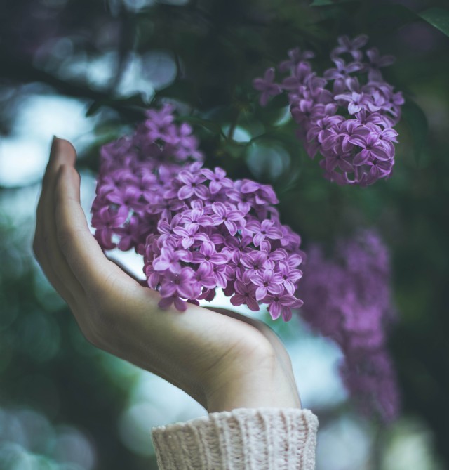 An Emotional Attachment To Lilacs