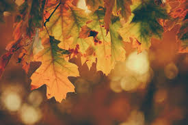 Autumn- Season Of Concern