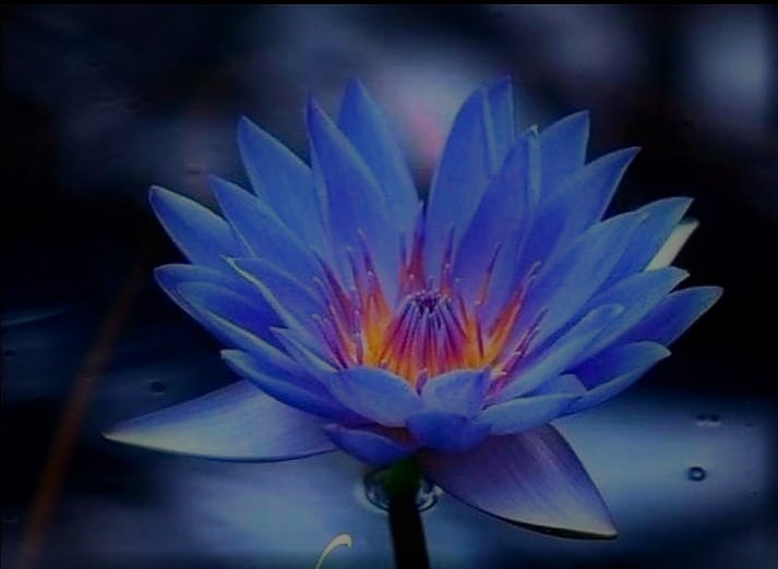 Flower Feelings 5  -
the Blue Lotus Splendour