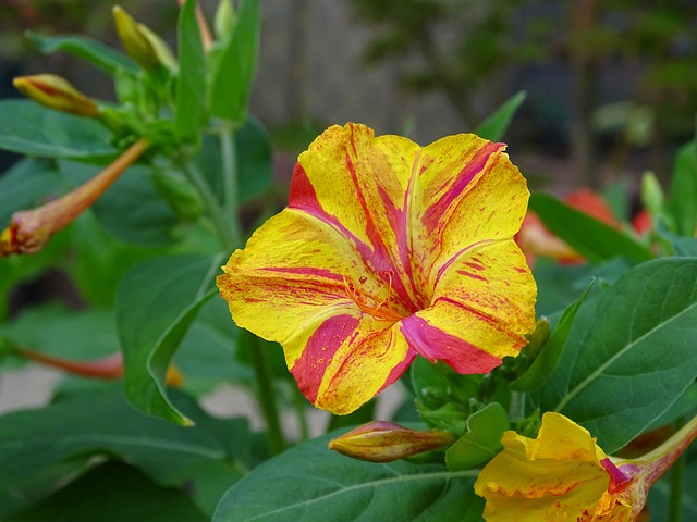 Mirabilis Jalapa