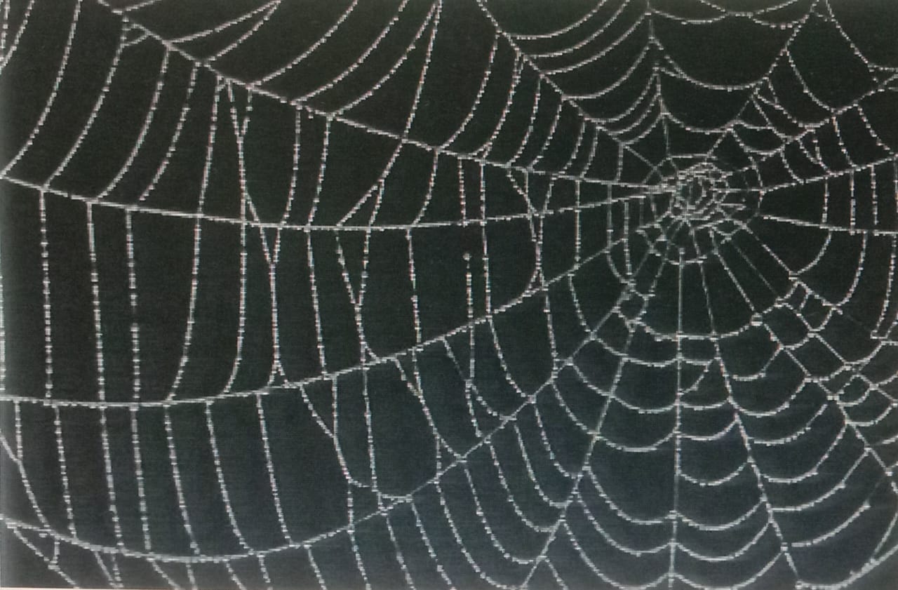 Senryu: Spider's Woe