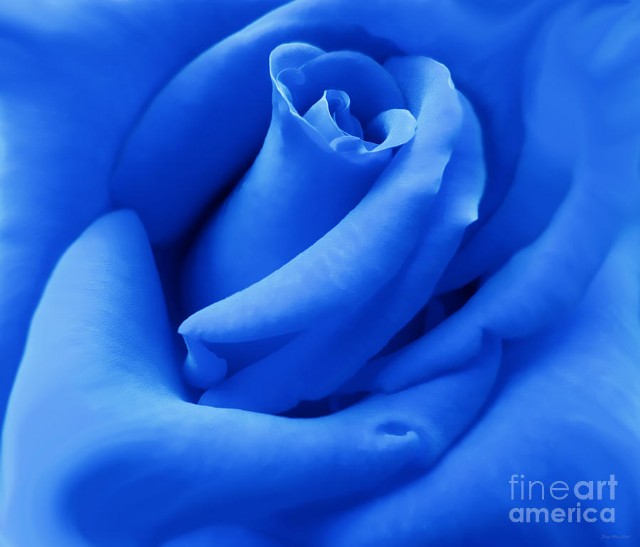 My Blue Velvet Rose…