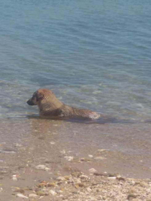Σκύλος Στη Θάλασσα