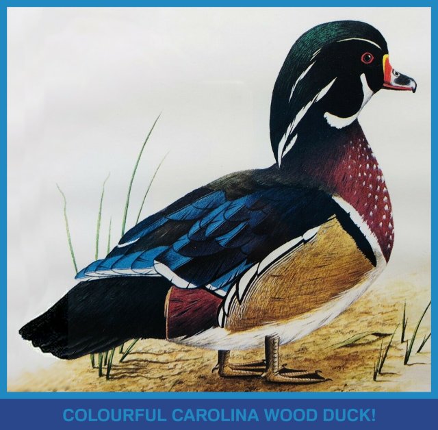 Carolina Wood Duck