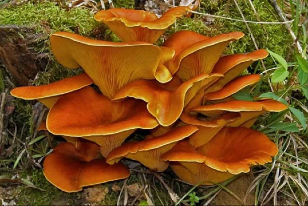 Fungus In The Forrest