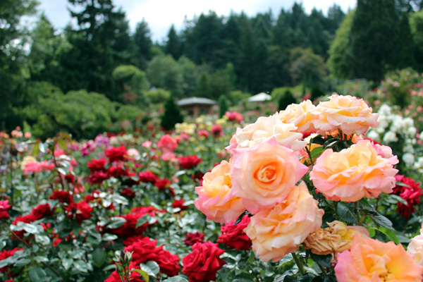 Le Jardin De Rose