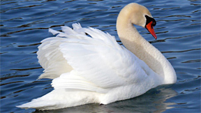 Bird 3 - Hamsa - The Swan