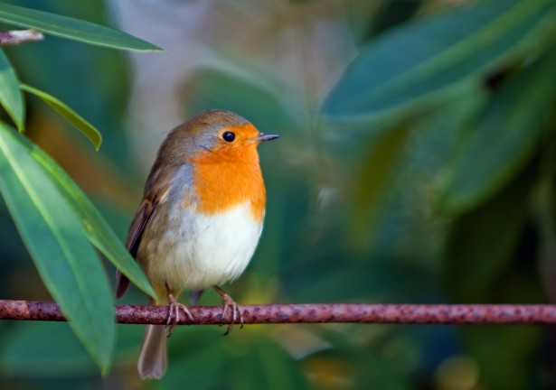 Robin Redbreast