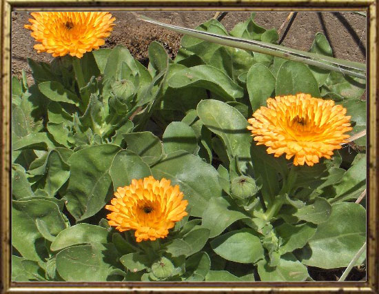 Calendula