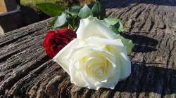 Iwd 2018 (International Women's Day)‘press For Progress'