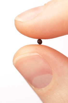 The Tiniest Seed....