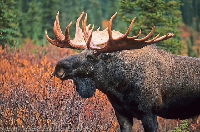 Square Poems 21: Moose Acrostic