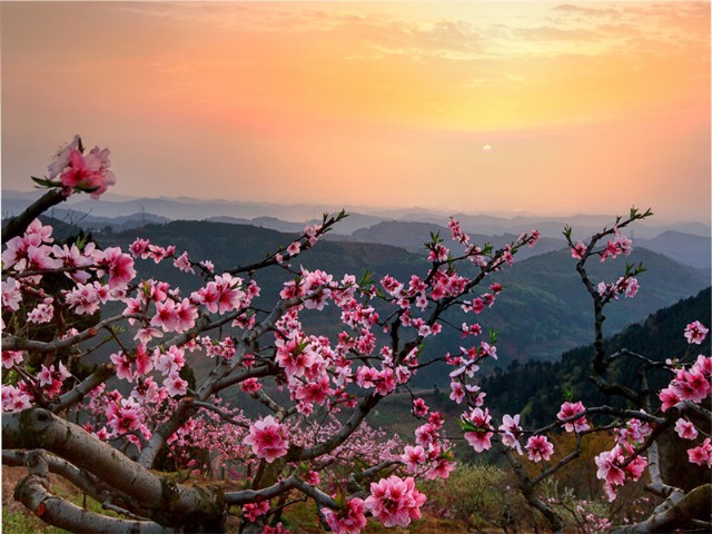Spring Peach Blossom