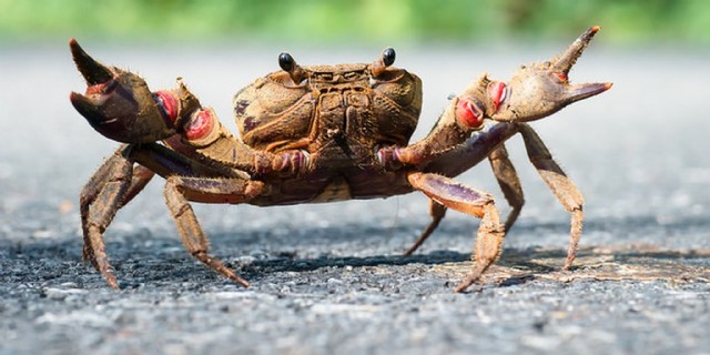 Call Me Crabby