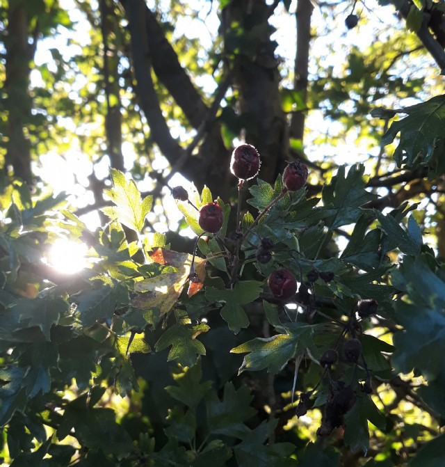 This September Light: (September 8th,2020)