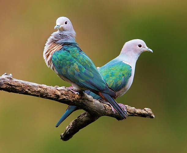Birds 12 - Green Imperial Pigeon