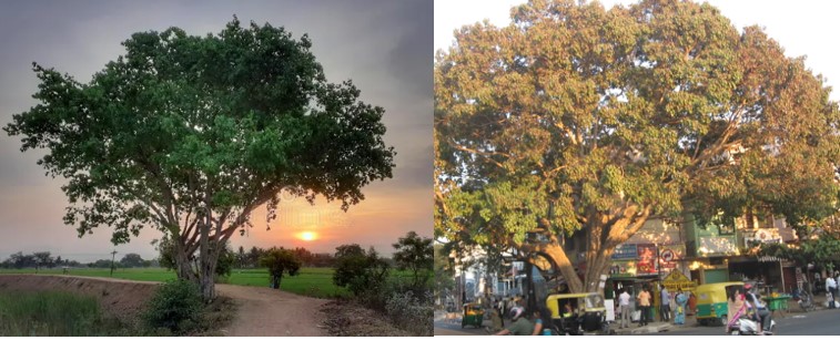 पीपल का पेड़....