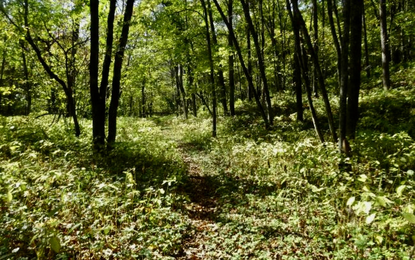 Woods