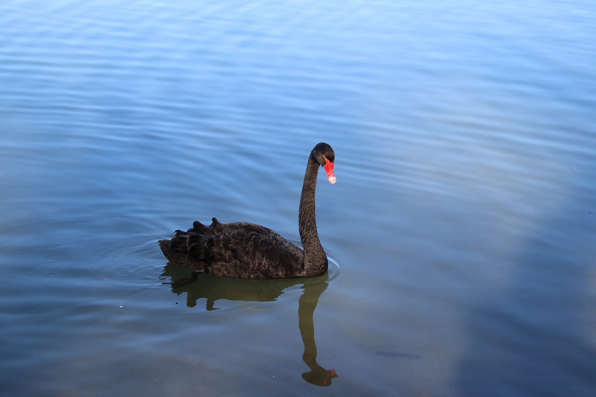 Black Swans