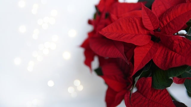 Flower Of Christmas