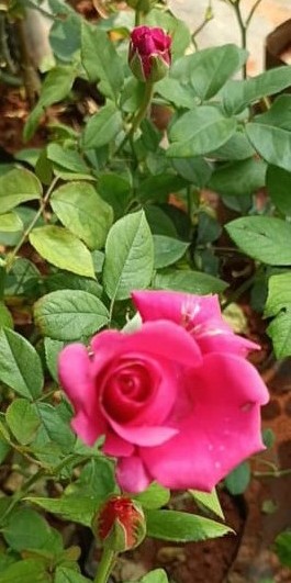 Pink Rose - A Thought To Change Mindset..!