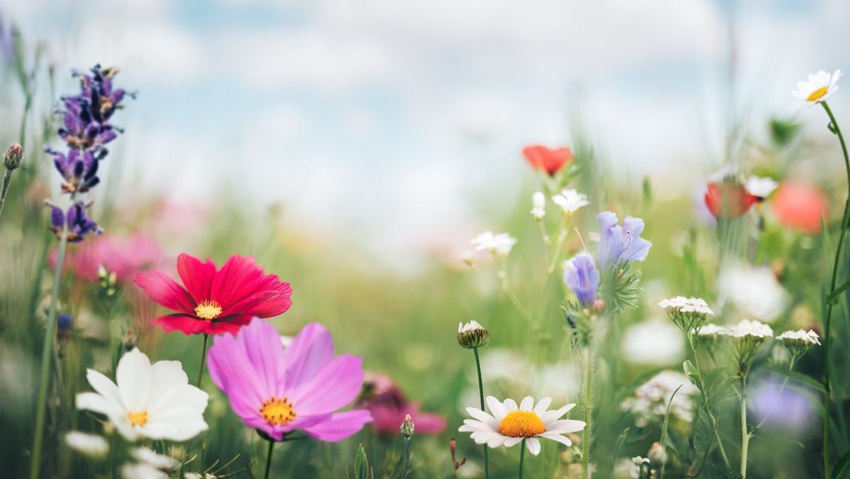Wonder Of Spring