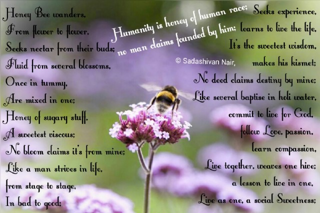 No Bloom Claims Honey Is Mine