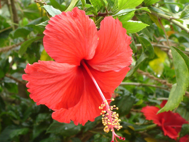 Flower 2 - The Ravishing Hibiscus
