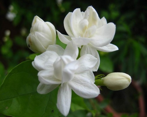 Flower 6 - The Fragrant White Jasmine - Sonnet