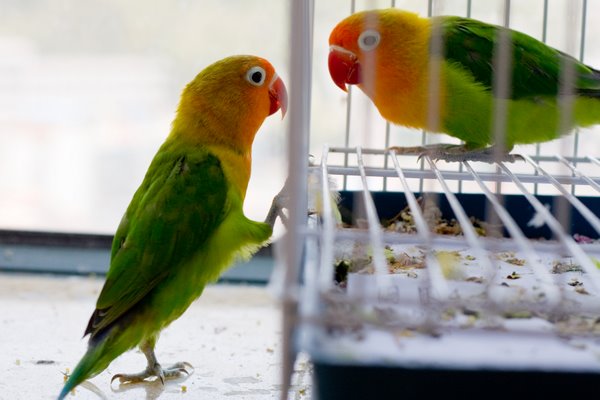 Comparison Of Training For The Parrot And A Child! Or The Green Colored Betrayal!