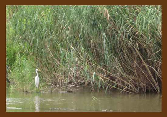 New Orleans, Louisiana Crane