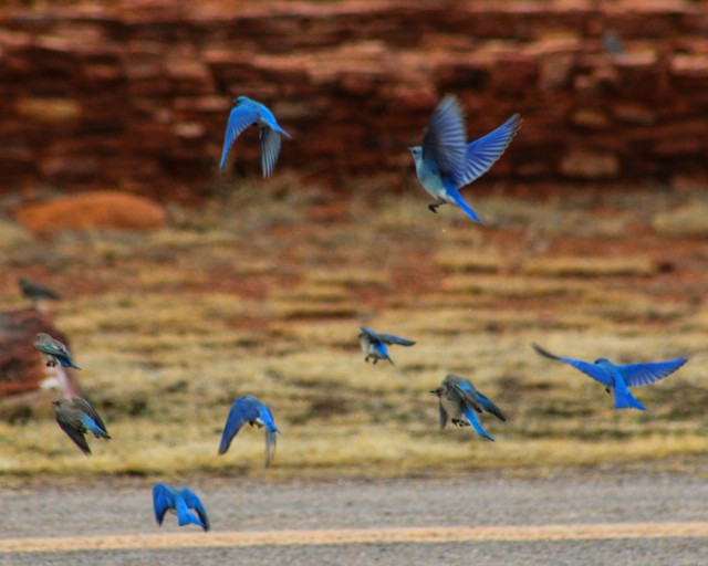 A Thousand Bluebirds...